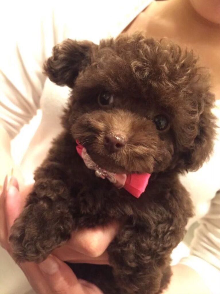 生後2ヶ月のちろるちゃん（@__mohu_cさんより提供）