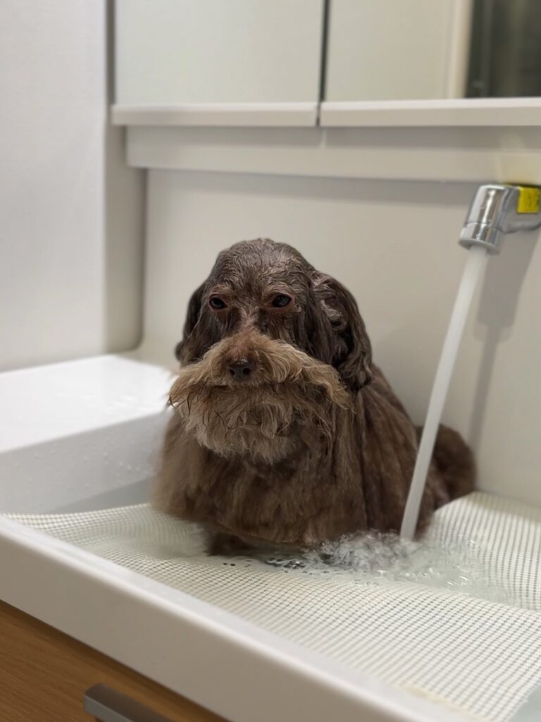 9歳のちろるちゃん（@__mohu_cさんより提供）