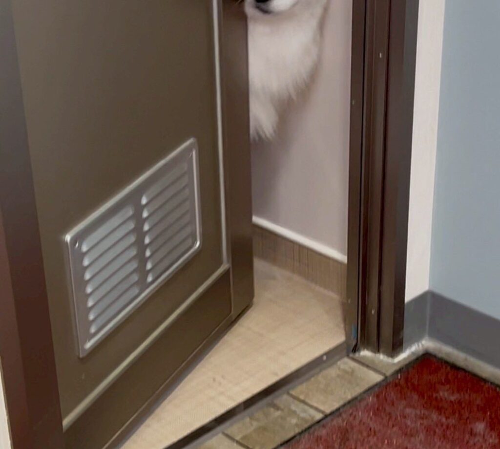 ドアにめり込んだダッツくん（@samoyed_dazsさんより提供）