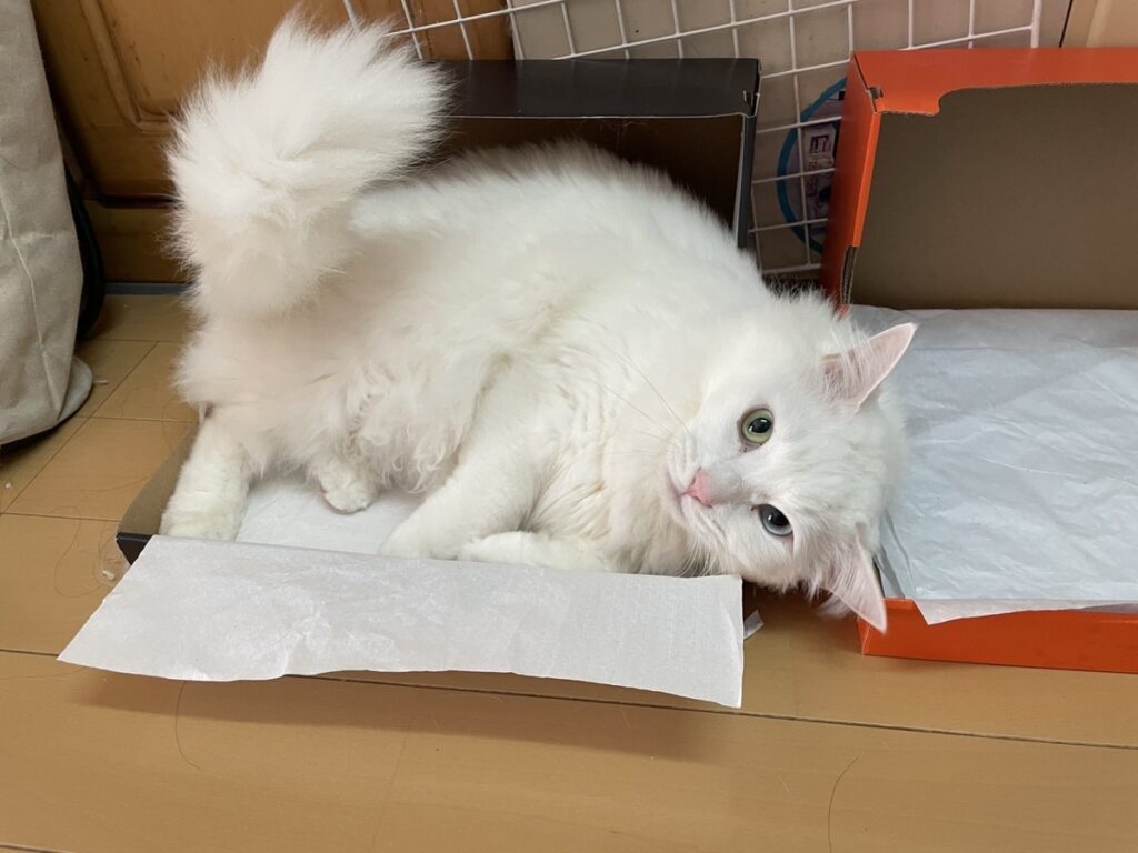 普段のぺちゃくん②（@meg623623さんより提供）