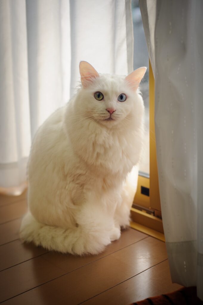 普段のぺちゃくん①（@meg623623さんより提供）