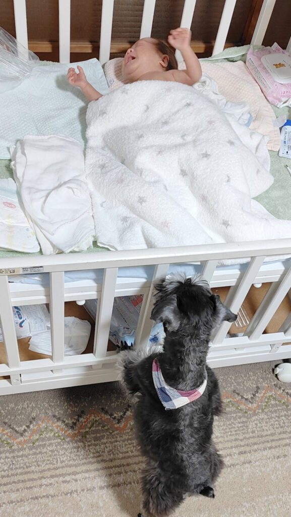 泣いている様子を見に来たベルさん（@Rio_hatsumataさんより提供）