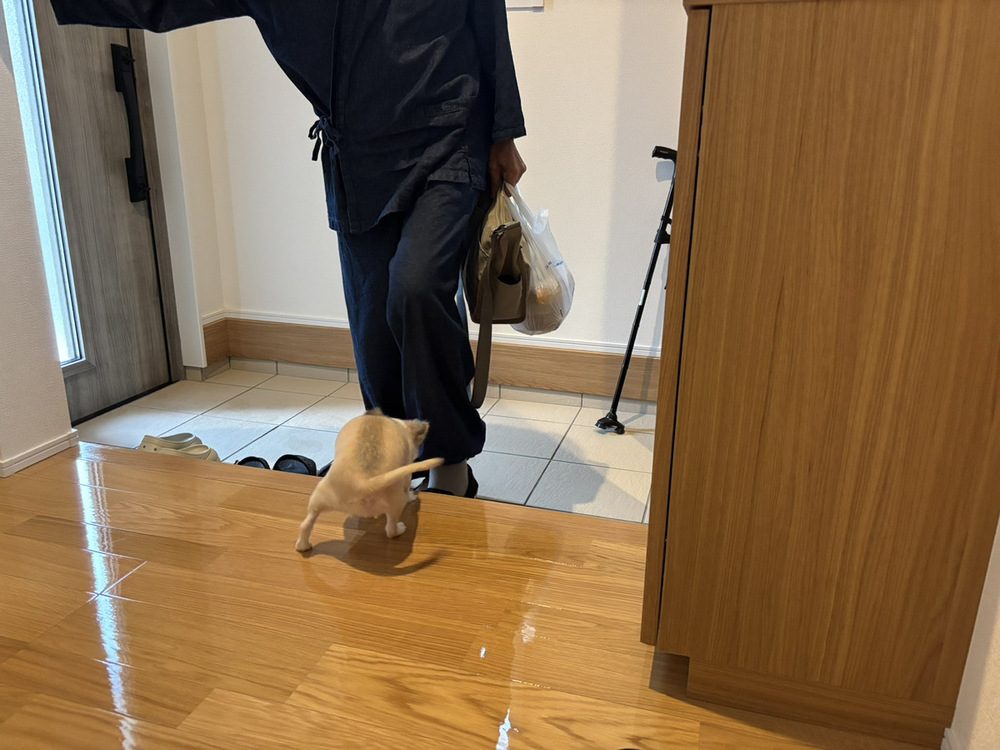 ご両親を玄関まで迎えに行くうめちゃん（@chihuahua_umeさんより提供）