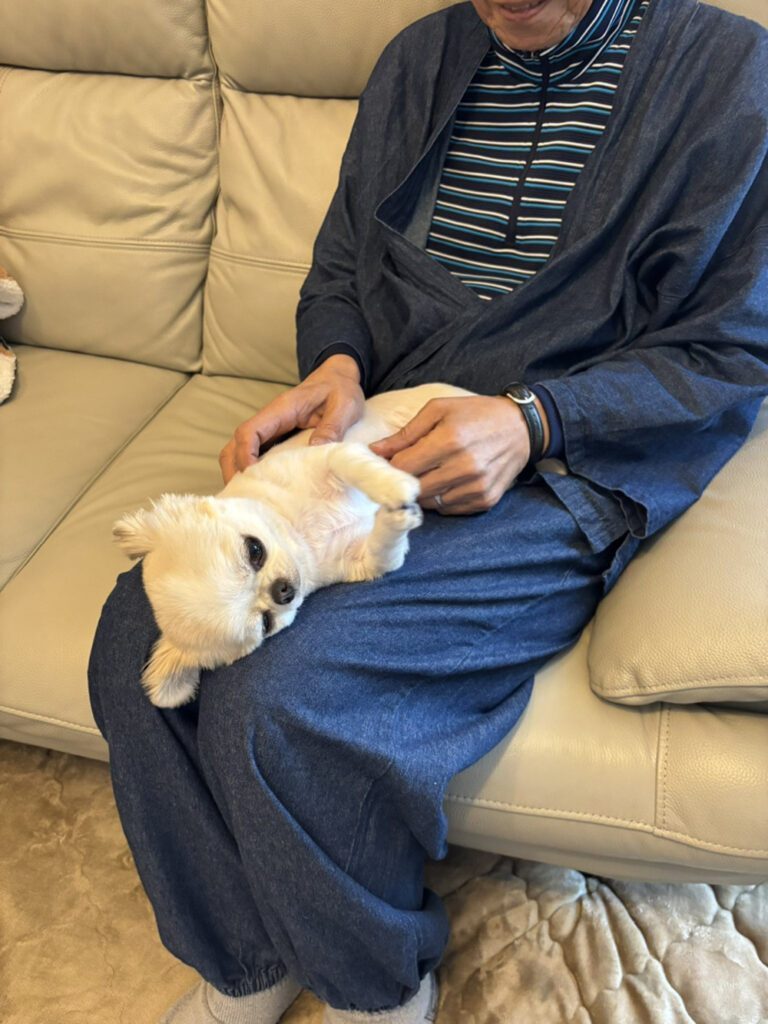 お父さんの膝の上でお父さんの膝の上で仰向けになるうめちゃん（@chihuahua_umeさんより提供）