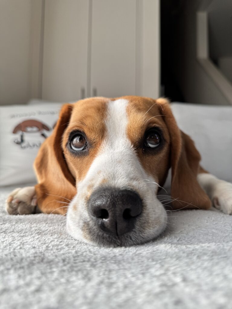 【実際の写真5枚】　飼い主さんが見た光景