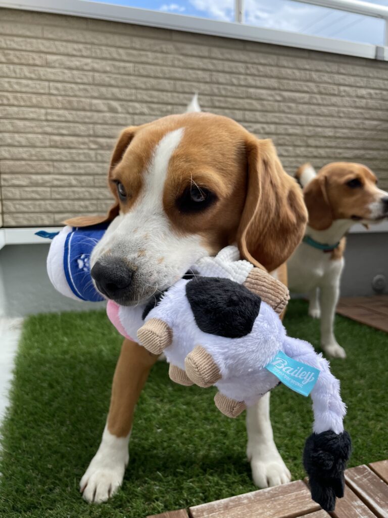 お外でも他のワンちゃんのおもちゃが気になる…！（@beagle_lei_noaさんより提供）