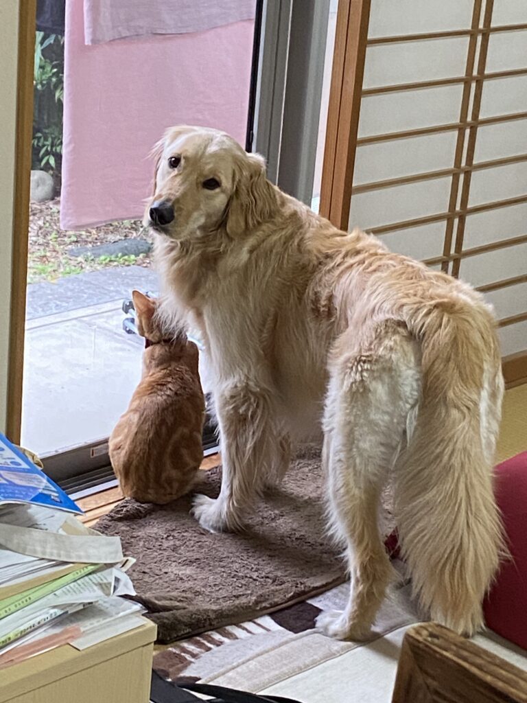 普段の様子③（＠carlon_____さんより提供）