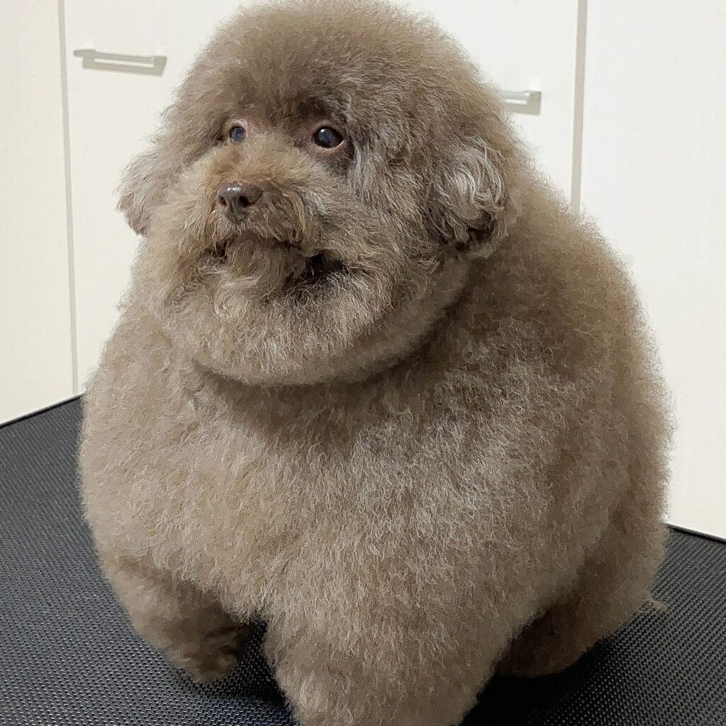 専用 ちろる様 ちろる🐈 (@tiroru222) / X