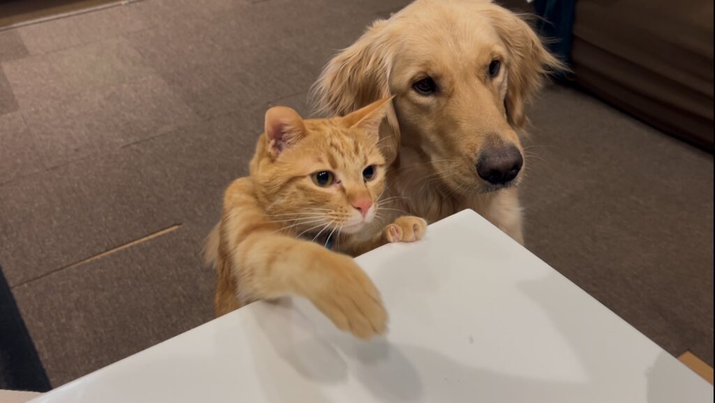 普段の様子①（＠carlon_____さんより提供）