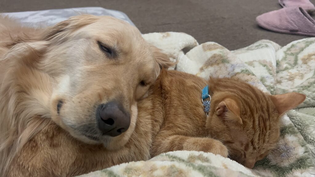 【実際の写真6枚】　飼い主さんが見た光景