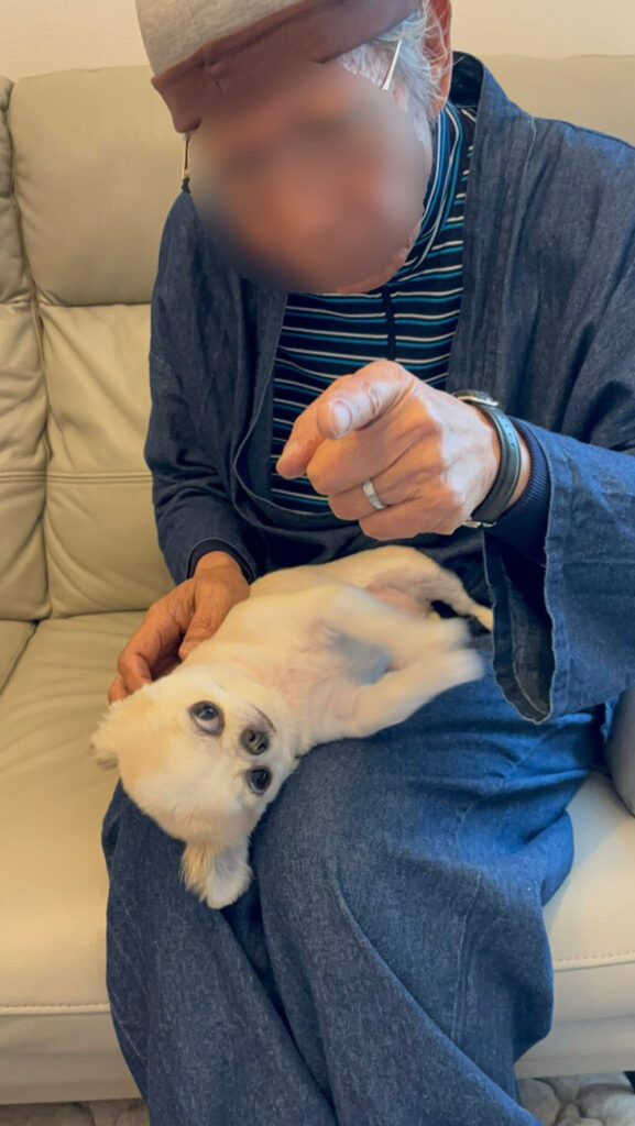 カメラの方を向いて欲しいお父さんと目が爛々としているうめちゃん（@chihuahua_umeさんより提供）