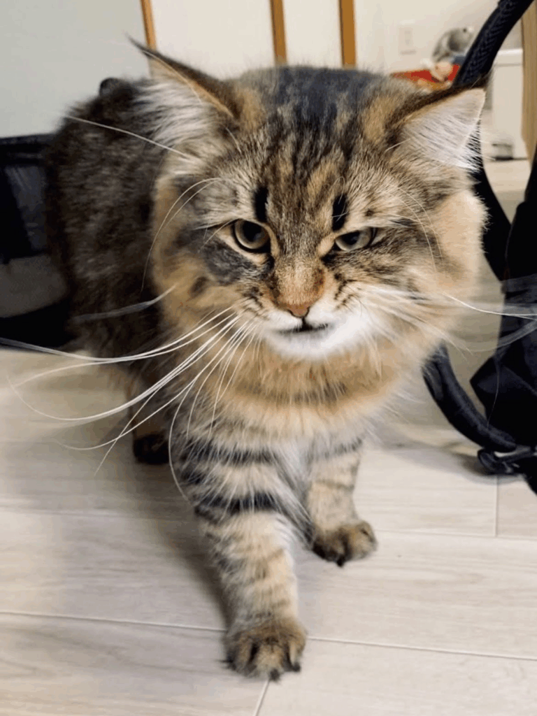 ニヤリとするヤマネコくん（@ymnc_rfさんより提供）