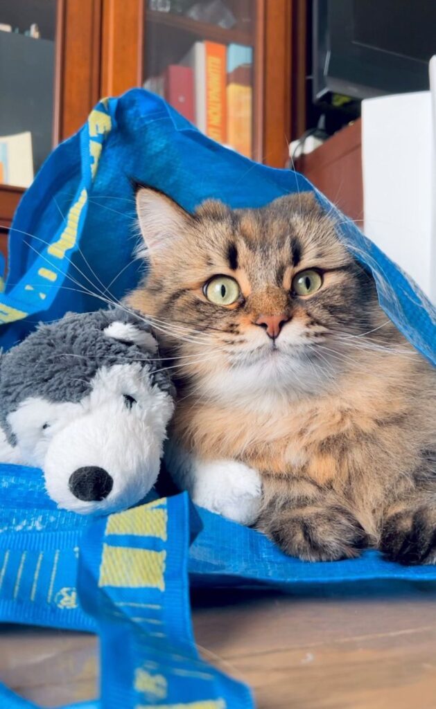 イヌくんと一緒（@ymnc_rfさんより提供）