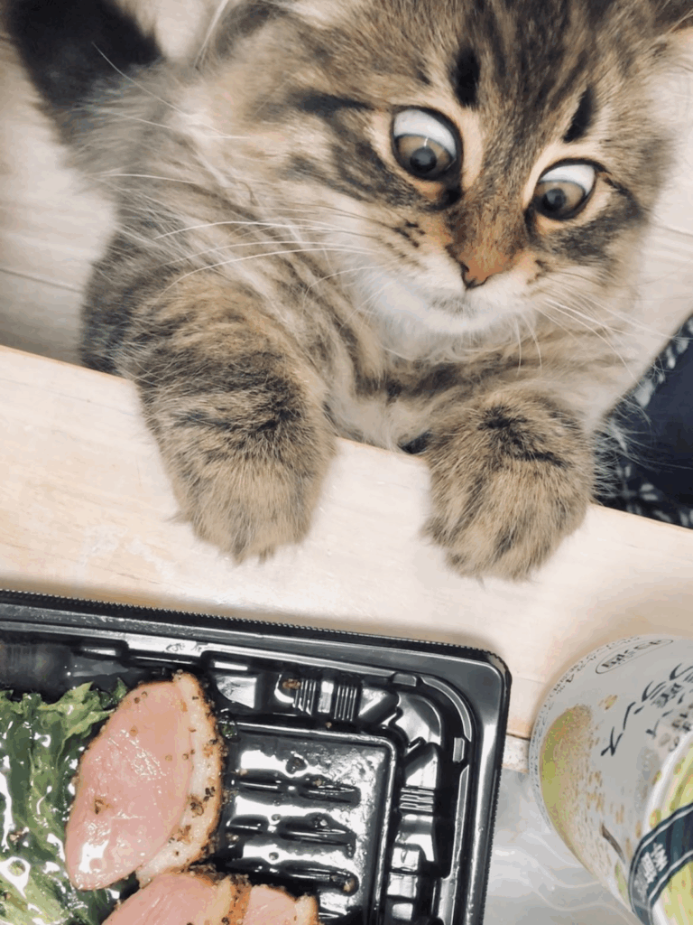 狙うヤマネコくん（@ymnc_rfさんより提供）