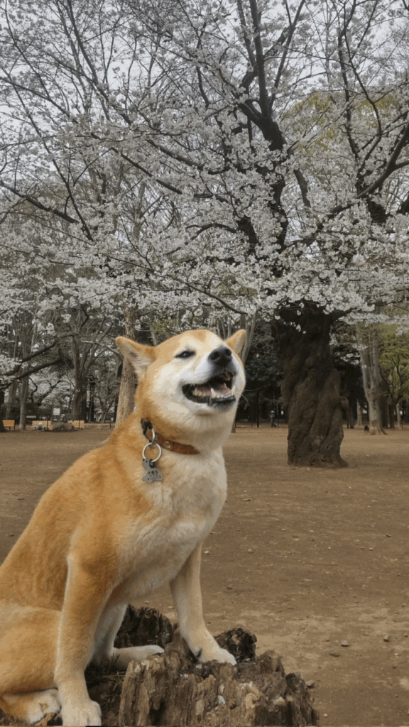 お外での卯月ちゃん（@barmokurenさんより提供）