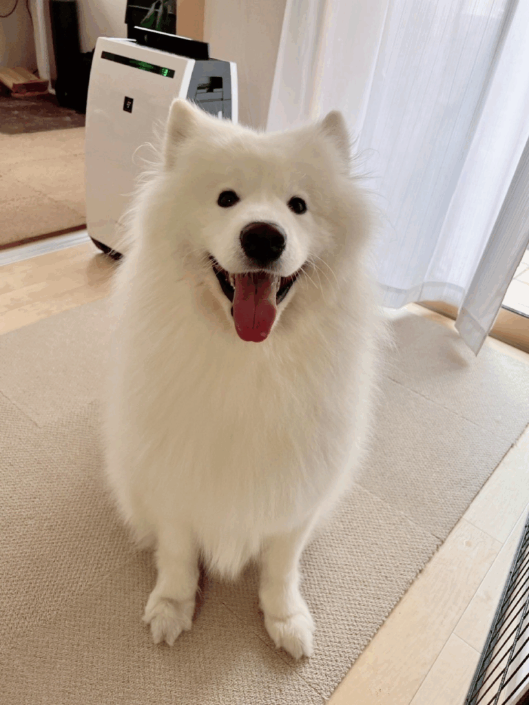 普段のダッツくん②（@samoyed_dazsさんより提供）