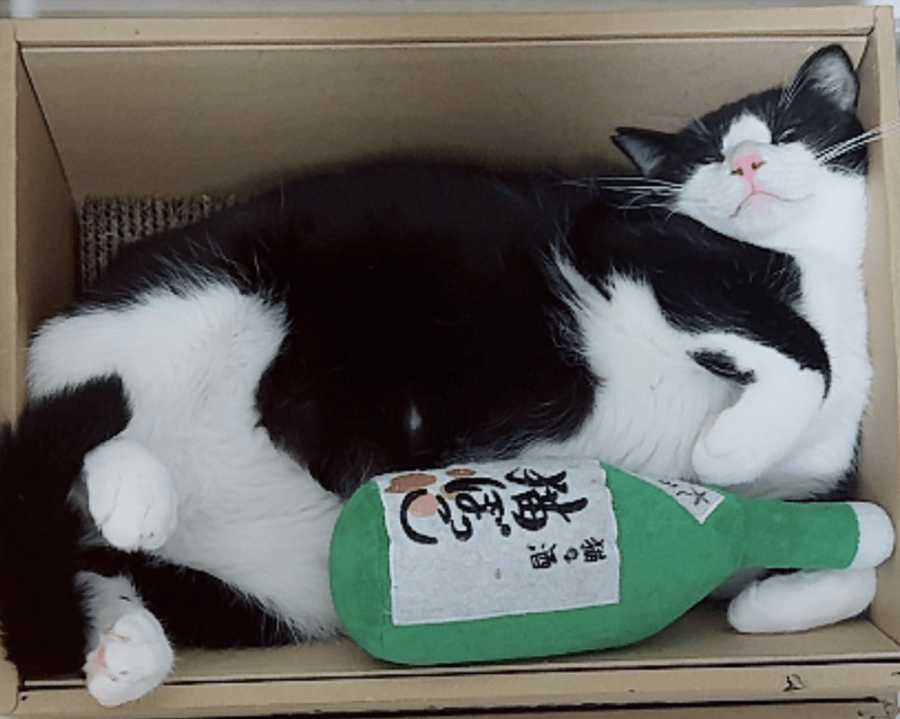 元気になり、大きくなりました（@necobokkoさんより提供）