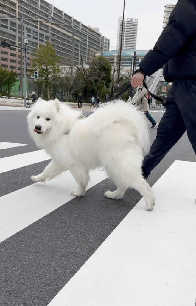 普段のダッツくん③（@samoyed_dazsさんより提供）