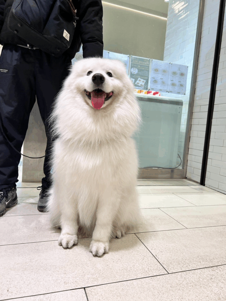 【実際の写真5枚】　飼い主さんが見た光景