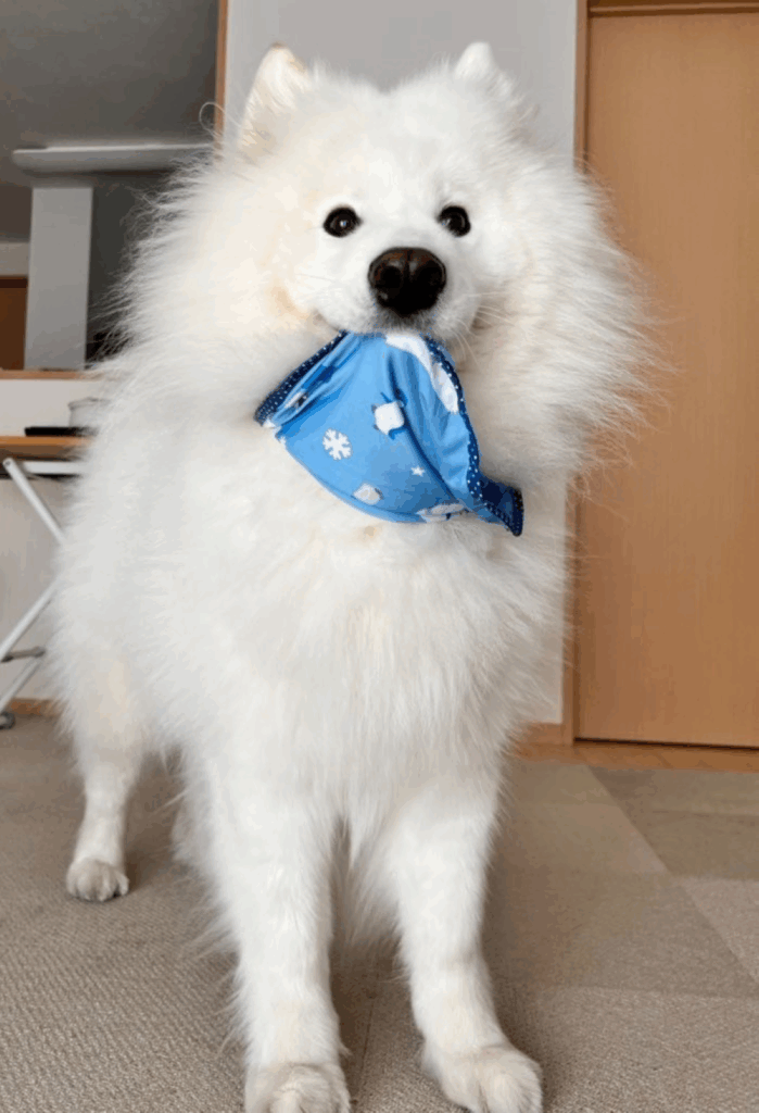 普段のダッツくん④（@samoyed_dazsさんより提供）