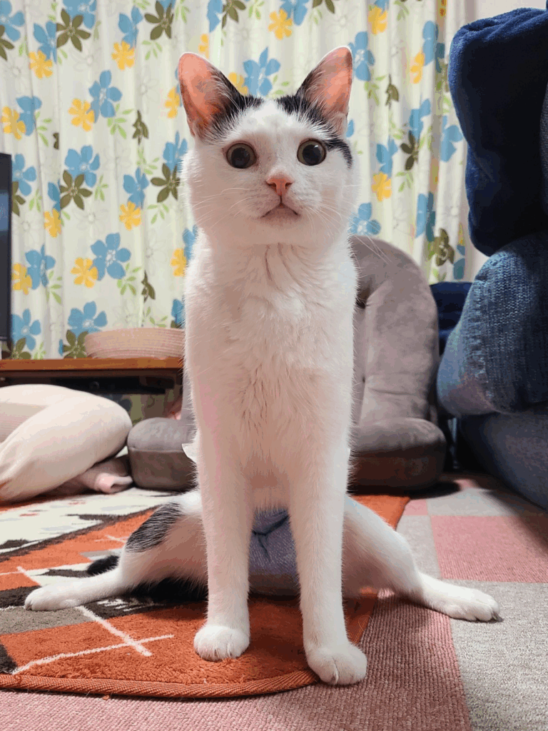 背筋がピーン！（@KomoChiboさんより提供）