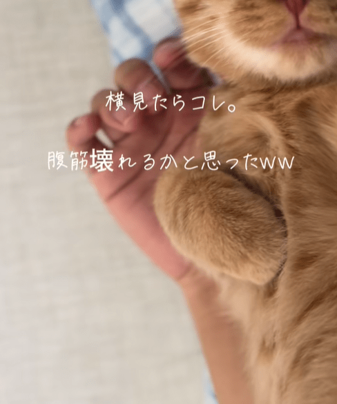 【実際の写真6枚】　飼い主さんが見た光景