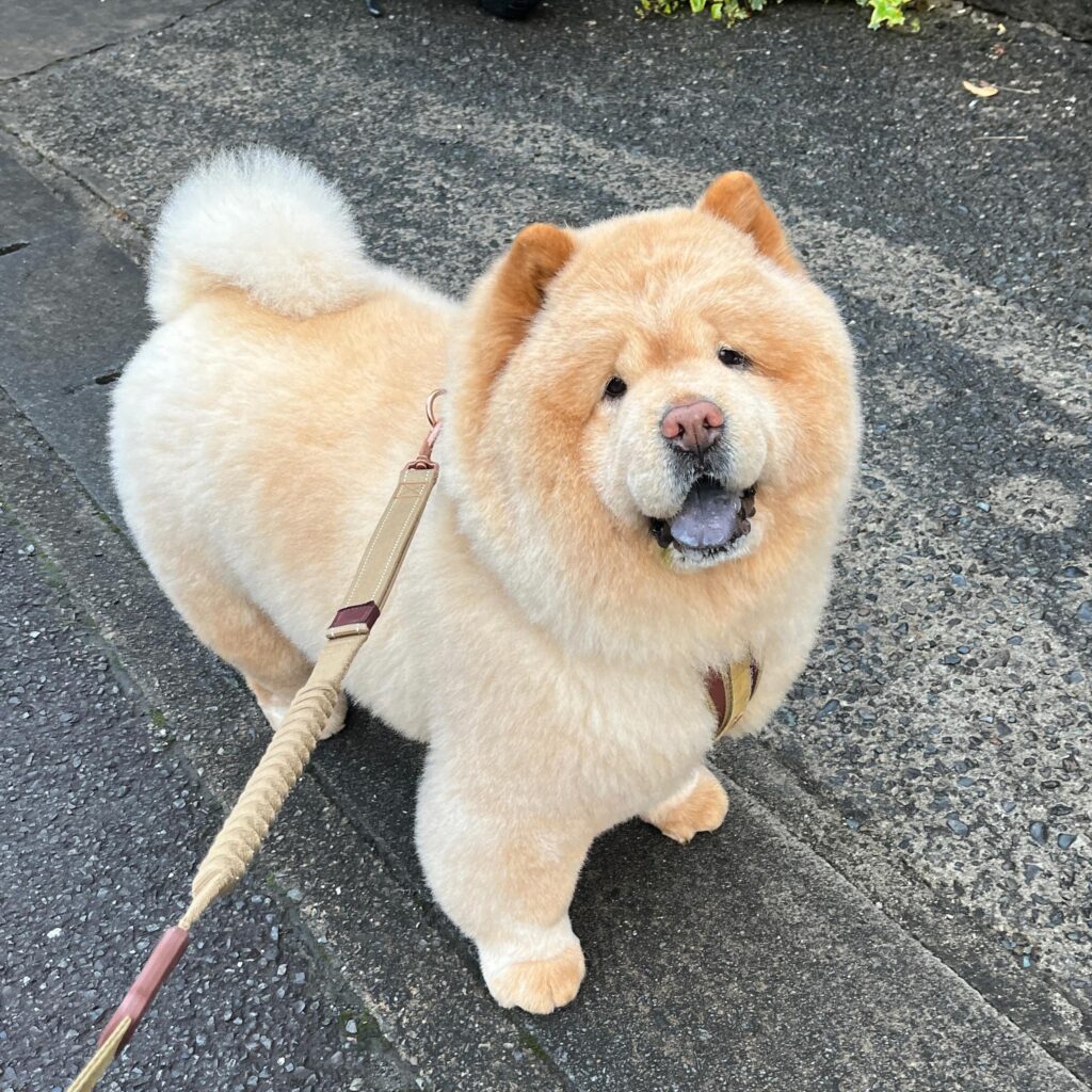 お散歩中にニッコリ（@kurizo_chowさんより提供）