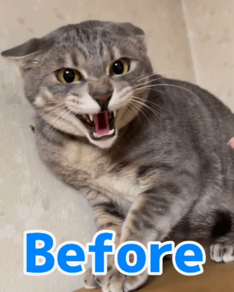 警戒するルクくん（＠narunaru0424さんより提供）