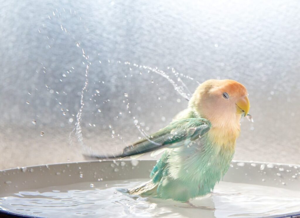 水浴びするしおりちゃん（@tokyoshioriさんより提供）