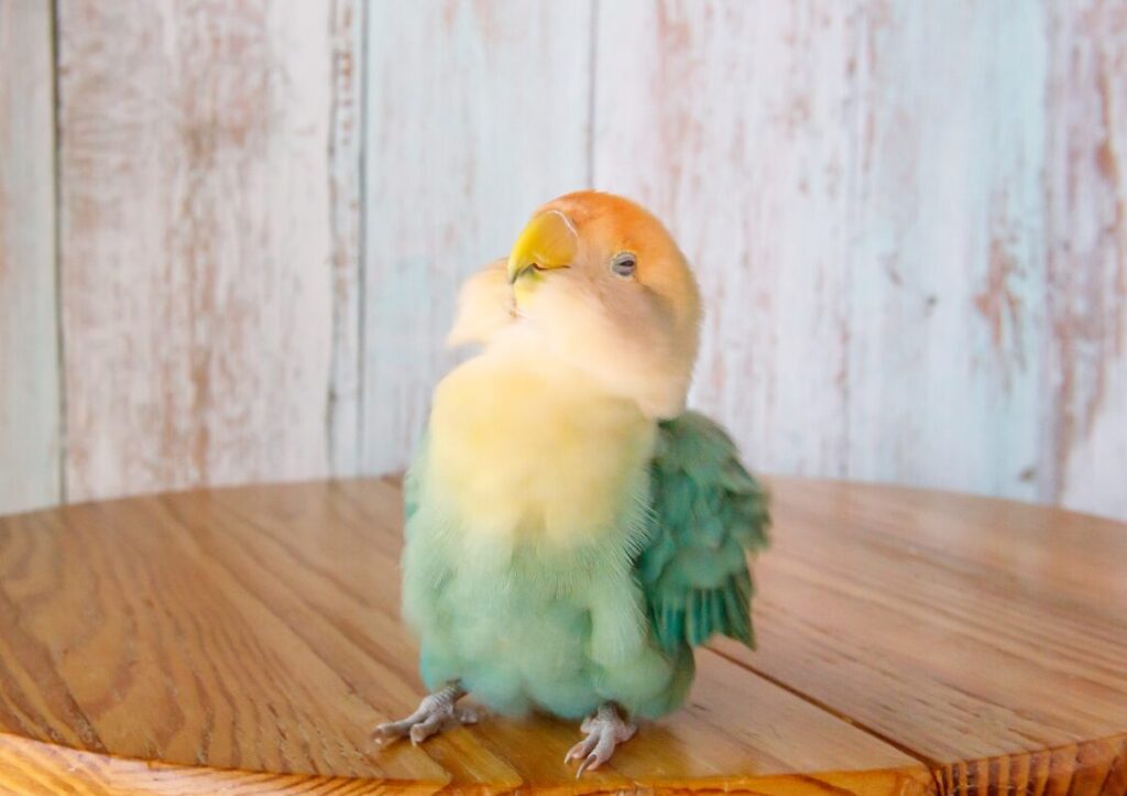【実際の写真5枚】　飼い主さんが見た光景