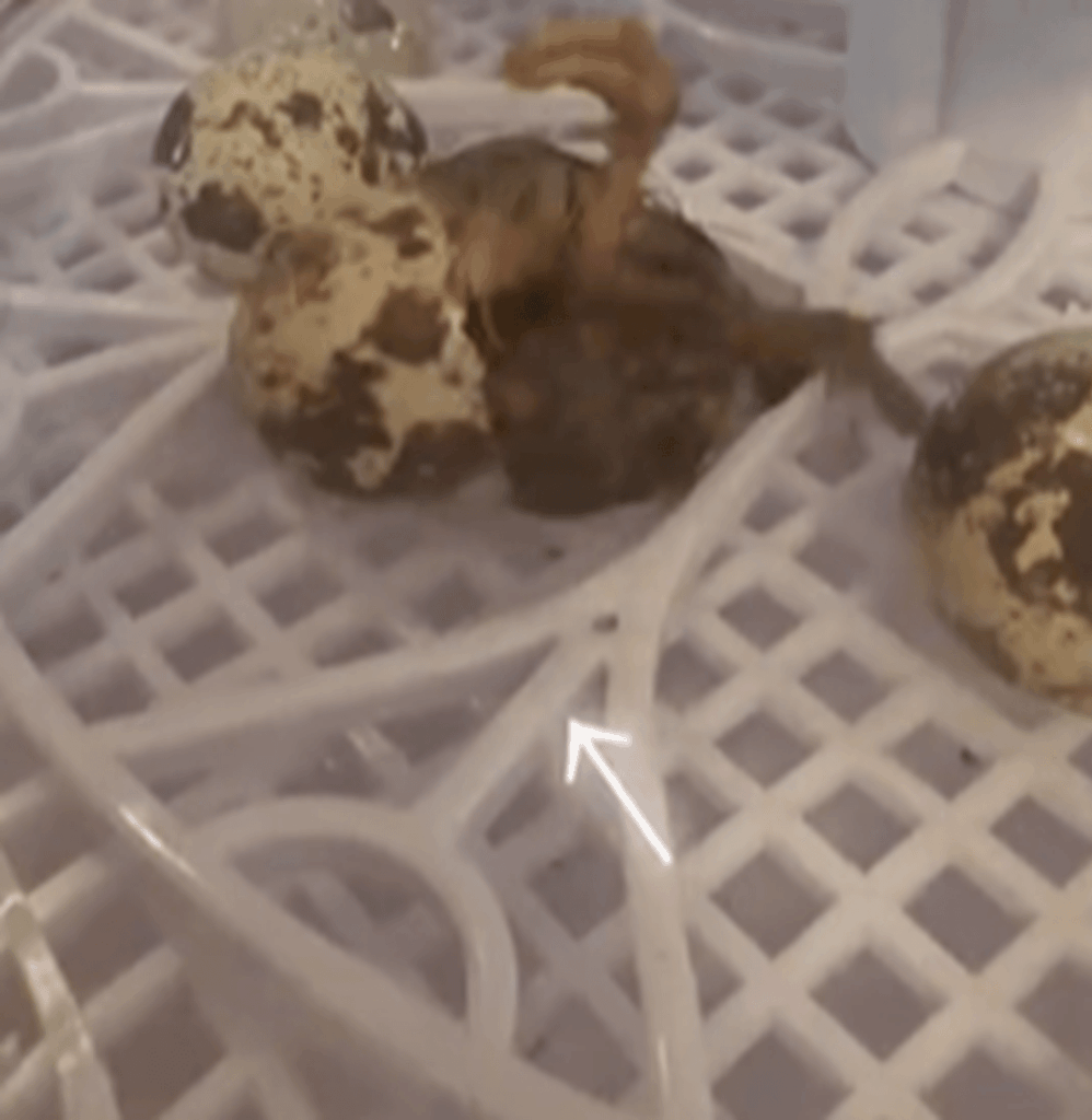 足が出てきた！（＠juupiiiiiiiさんより提供）