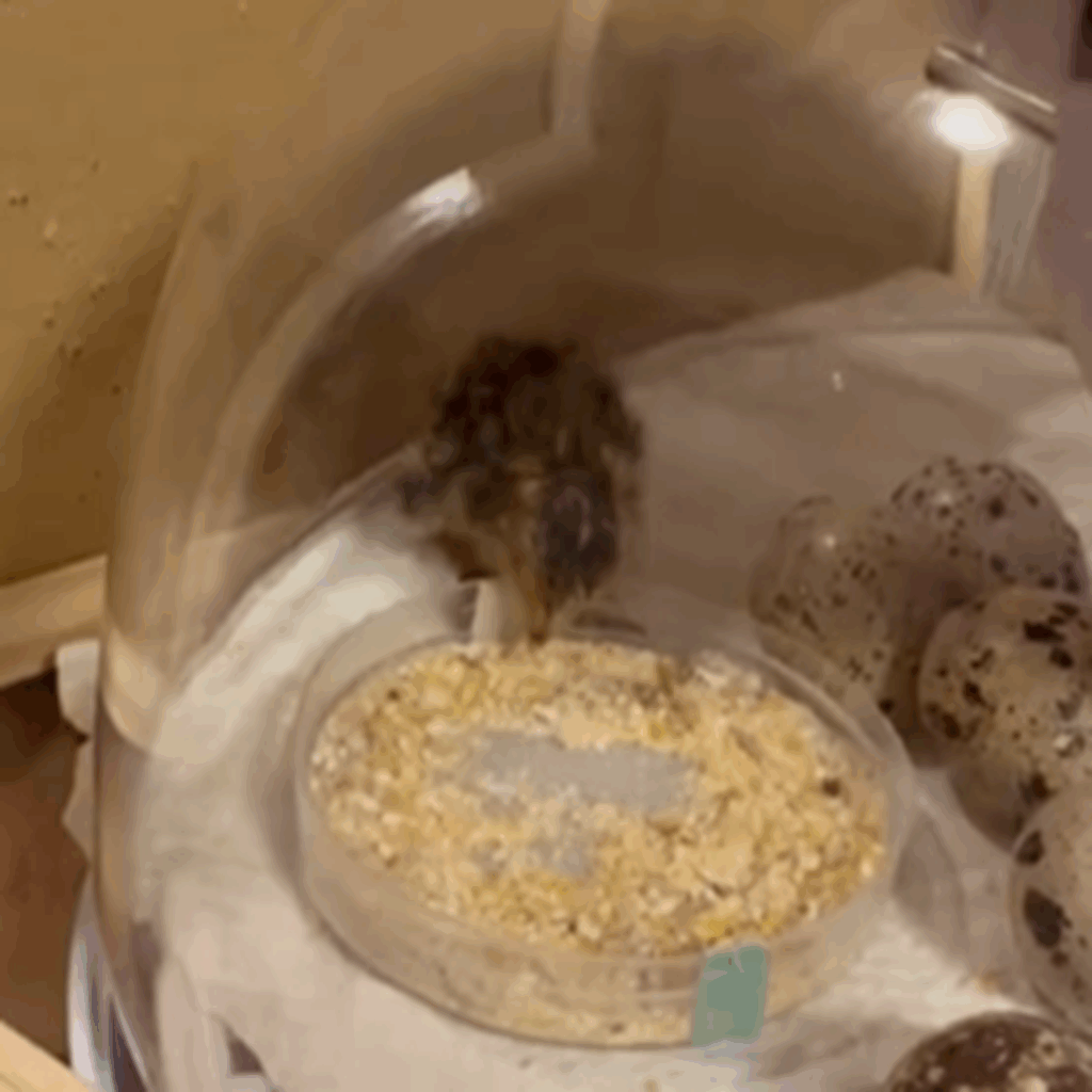 初めてのごはん（＠juupiiiiiiiさんより提供）