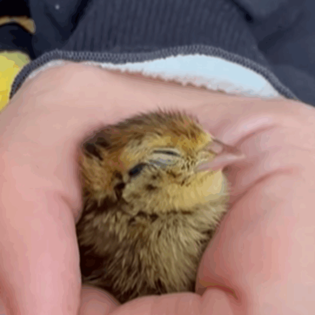 我が家の家族“うじゅ”です（＠juupiiiiiiiさんより提供）