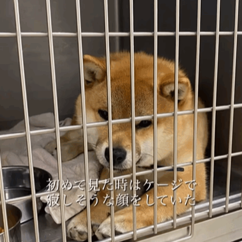 【実際の写真】　１ヶ月後の様子