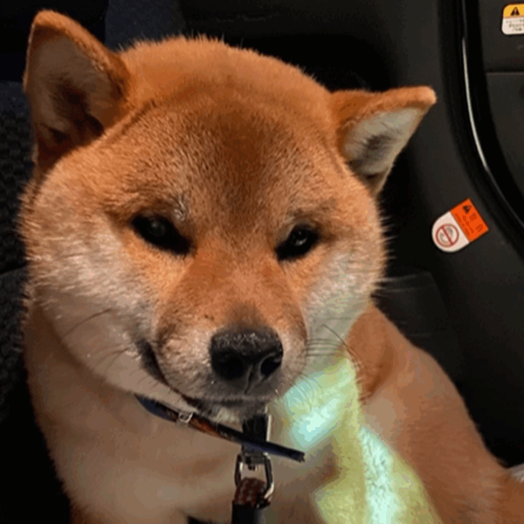 車内でも不安そう…（@kumamaru_desuさんより提供）