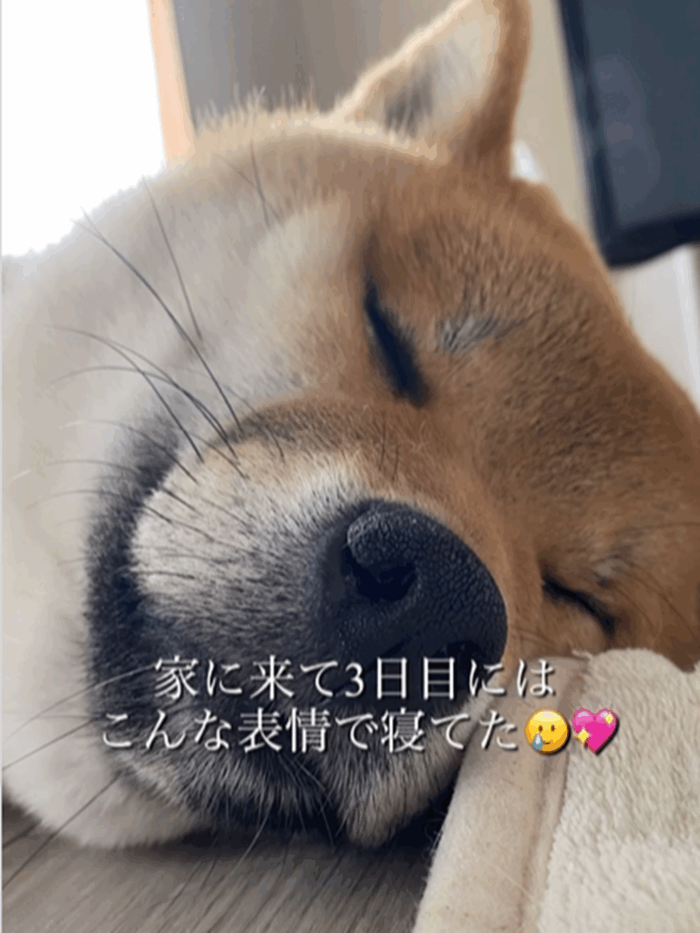 3日目には安心してスヤスヤ（@kumamaru_desuさんより提供）