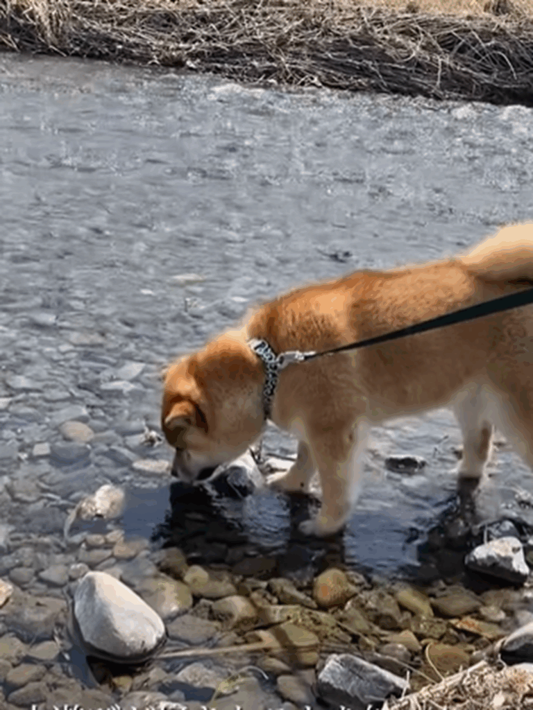 水遊びの楽しさを知った楽しかったね（@kumamaru_desuさんより提供）