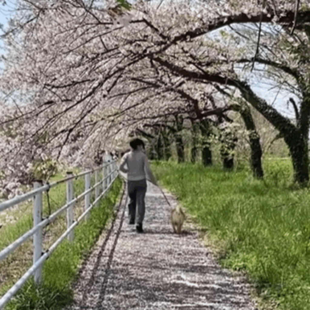 一緒に迎えた初めての春（@kumamaru_desuさんより提供）