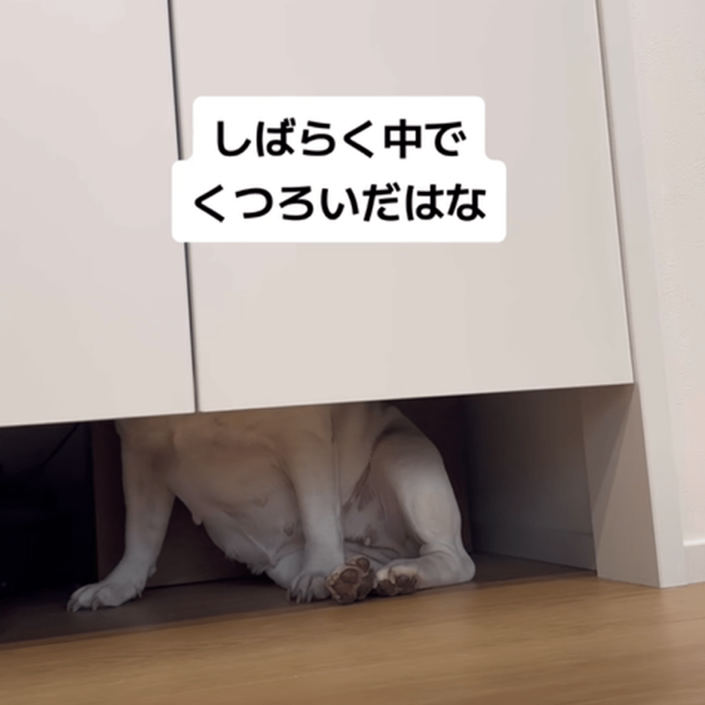 【実際の写真10枚】　飼い主さんが見た光景