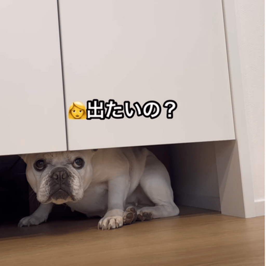 そろそろ出ようかな～（＠iam_french_hanaさんより提供）