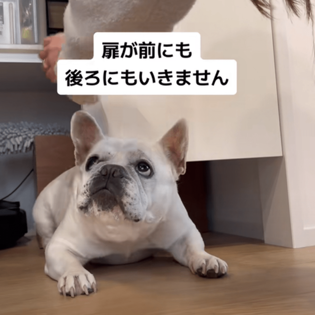 あれれ、扉が開かないよ（＠iam_french_hanaさんより提供）