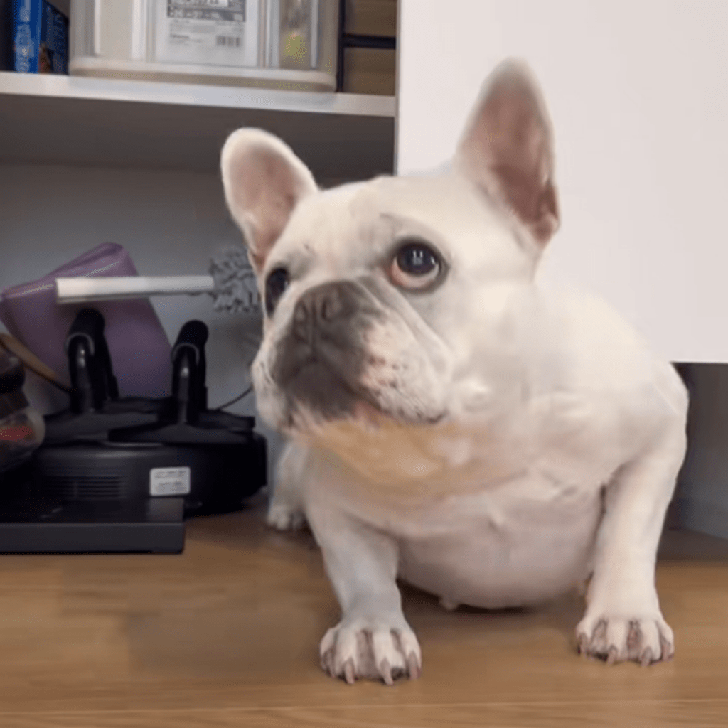 自分で出てこれるかな？（＠iam_french_hanaさんより提供）