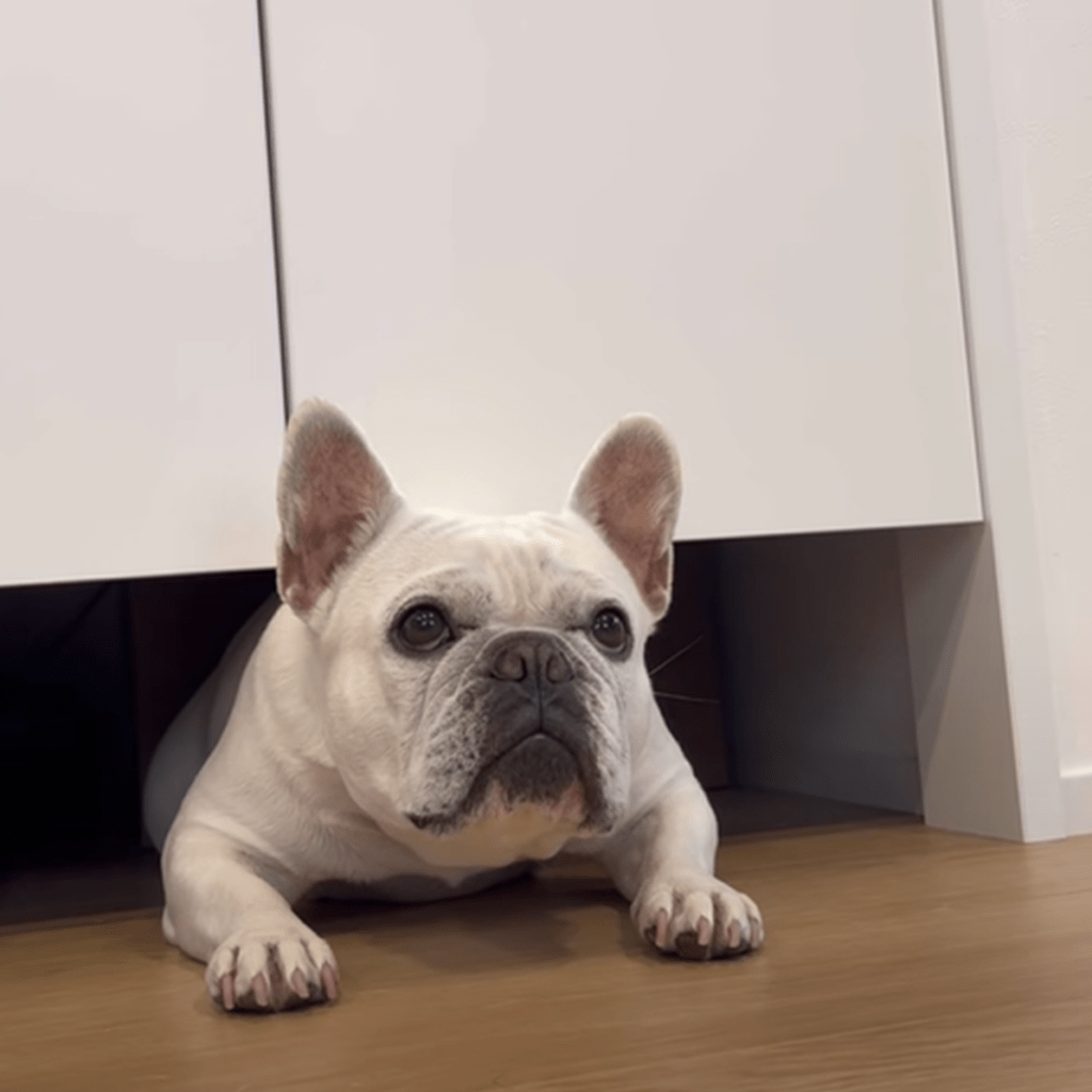 隙間から出られなくなったはなちゃん（＠iam_french_hanaさんより提供）