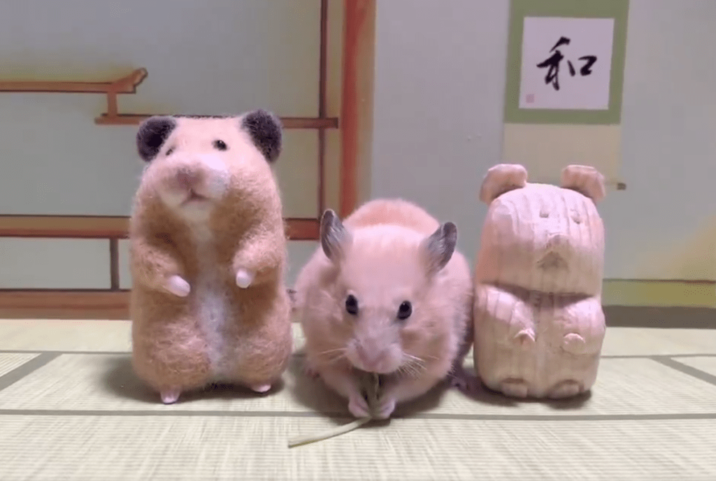 ハムスター集結！（@yumi_yummy06さんより提供）