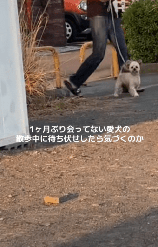 【実際の写真5枚】　飼い主さんが見た光景