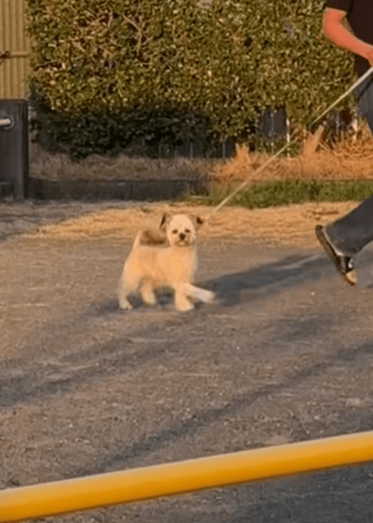 投稿者さんの前を横切ろうとすると…（@gnkikngさんより提供）