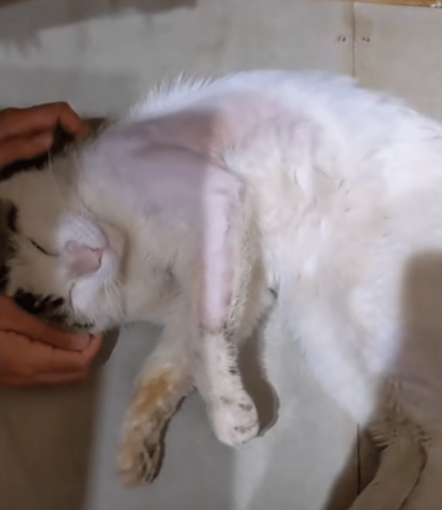 今ではすっかりリラックスした家猫に！（@gomatsuiyoさんより提供）