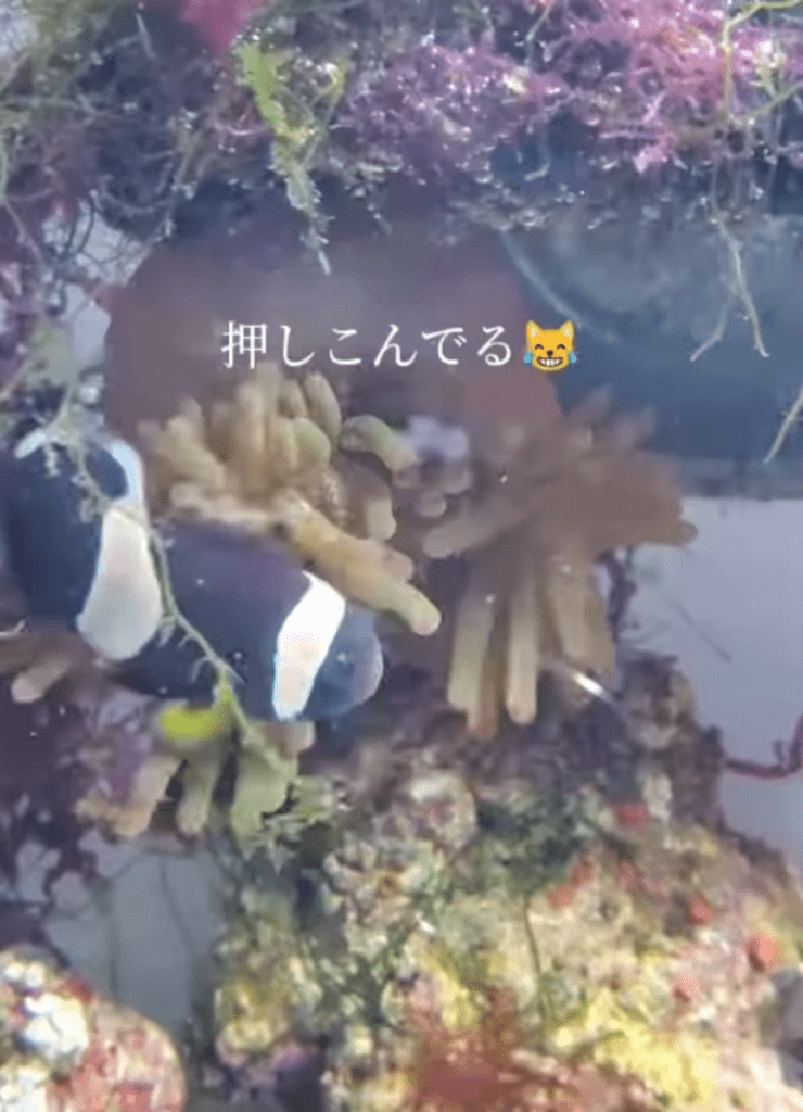 イソギンチャクにオキアミを食べさせている！（@yusura0846さんより提供）