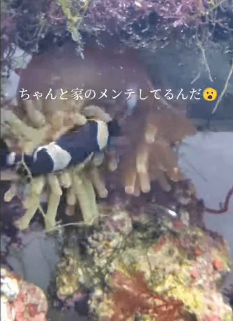 イソギンチャクはクマノミの家（@yusura0846さんより提供）