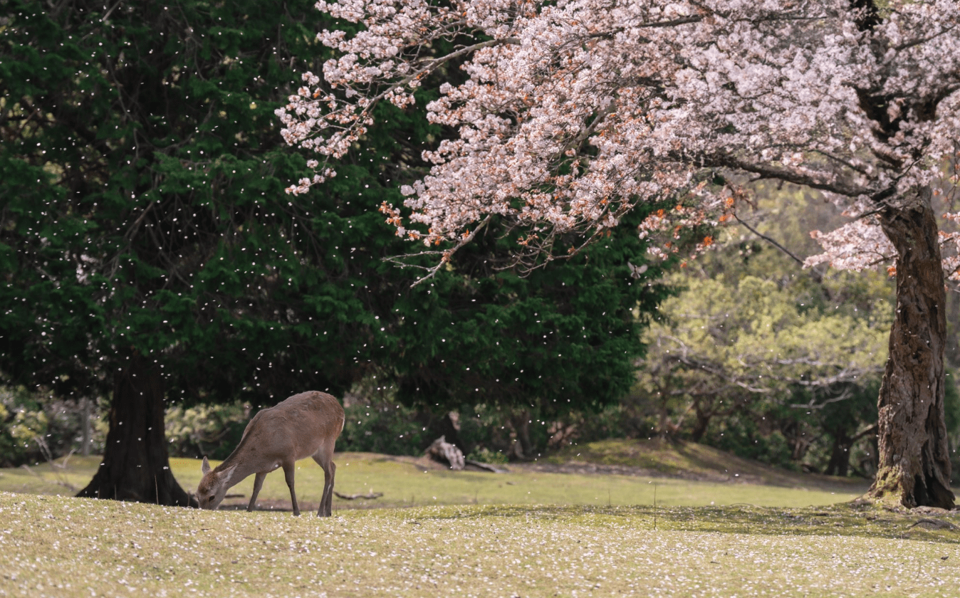 桜と鹿の写真。　しかし…写り込んだ“まさかの光景”に「前世は人ですね」「めっちゃ笑った」